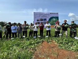 Eks Napiter Binaan Densus 88 Bengkulu Panen 20 Ton Semangka