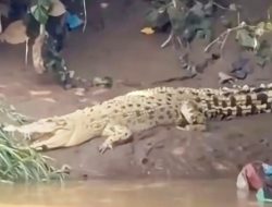 Viral! Buaya Putih Cisadane Muncul, Warga Tangerang Diminta Waspada