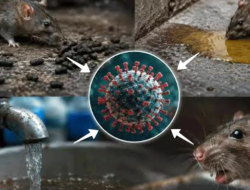 Kasus Hantavirus RI Capai 23, 3 Meninggal Dunia