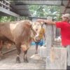 Sapi 1,13 Ton Milik Peternak Sukoharjo Dipilih Prabowo