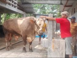 Sapi 1,13 Ton Milik Peternak Sukoharjo Dipilih Prabowo