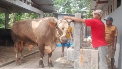 Sapi 1,13 Ton Milik Peternak Sukoharjo Dipilih Prabowo