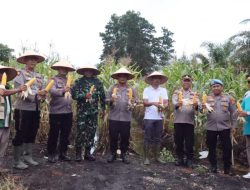 Panen Raya Polres Rohil Jadi Bukti Sinergi Ketahanan Pangan