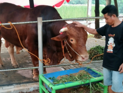 Prabowo Alokasikan Rp100 Miliar untuk 1.098 Sapi Kurban