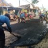 Demi Keselamatan Pengguna Jalan, UPT II Curug Gerak Cepat Tambal Jalan Rusak di Daru