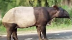 Tapir Langka Keluar Hutan Berakhir Dibunuh, 4 Pelaku Diciduk