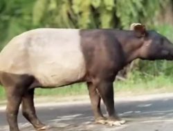 Tapir Langka Keluar Hutan Berakhir Dibunuh, 4 Pelaku Diciduk