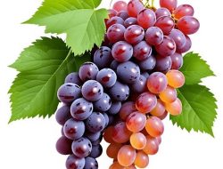 Jangan Berlebihan, Ini Manfaat dan Risiko Buah Anggur