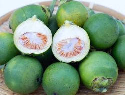 Manfaat Pinang Muda dan Kandungannya untuk Kesehatan, Kenali Risikonya