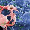 HIV: Tidak Ada Bukti Penyebaran Sengaja hingga 2027