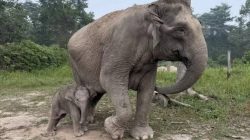 Bayi Gajah Sumatera Lahir di Tesso Nilo, 20 Menit Langsung Berdiri