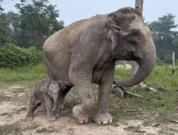 Bayi Gajah Sumatera Lahir di Tesso Nilo, 20 Menit Langsung Berdiri