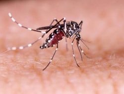 Dengue Tak Bisa Diremehkan, Pengendalian Nyamuk dan Deteksi Dini Jadi Kunci