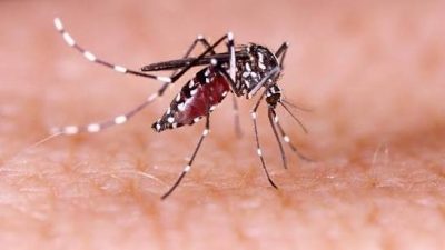 Dengue Tak Bisa Diremehkan, Pengendalian Nyamuk dan Deteksi Dini Jadi Kunci